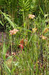 Purple pitcherplant